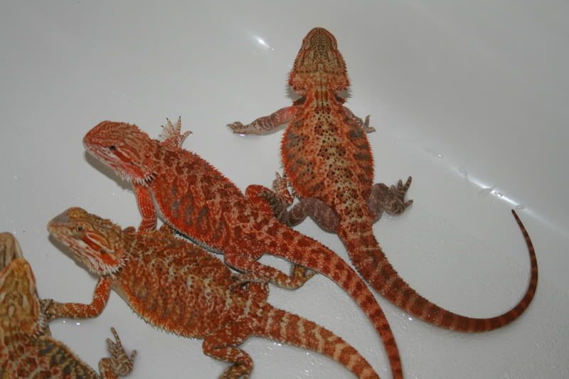 Blood Red! • Bearded Dragon . org